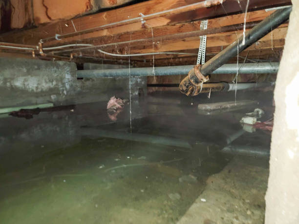 Best Sewage cleanup and water damage restoration  in Madison, AL